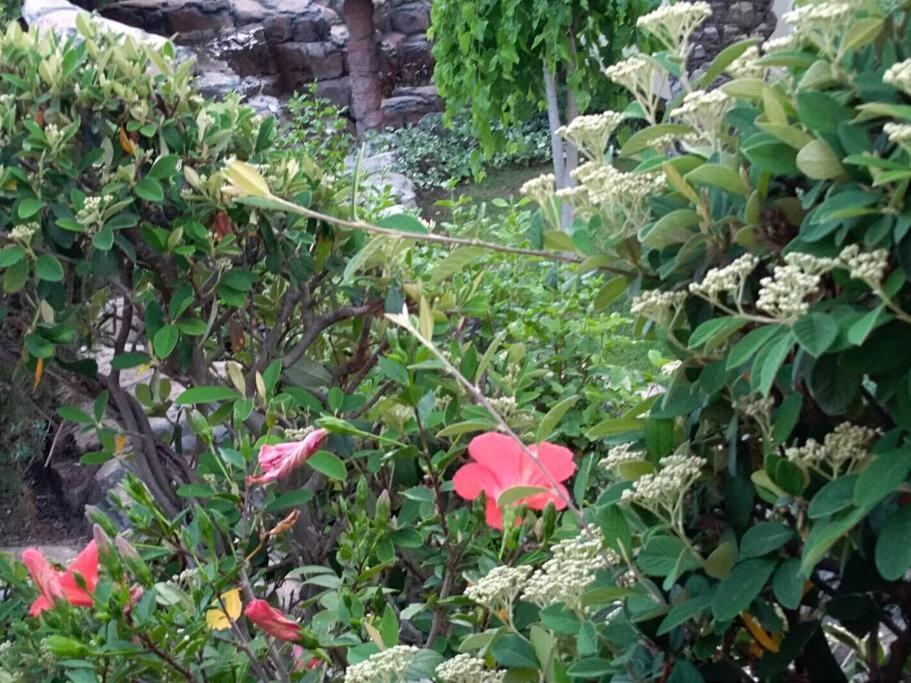 Apartment Mediterranean Garden Rijeka Zewnętrze zdjęcie